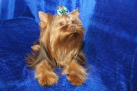 /album/orion1/orion-v-moska-4-jpg/